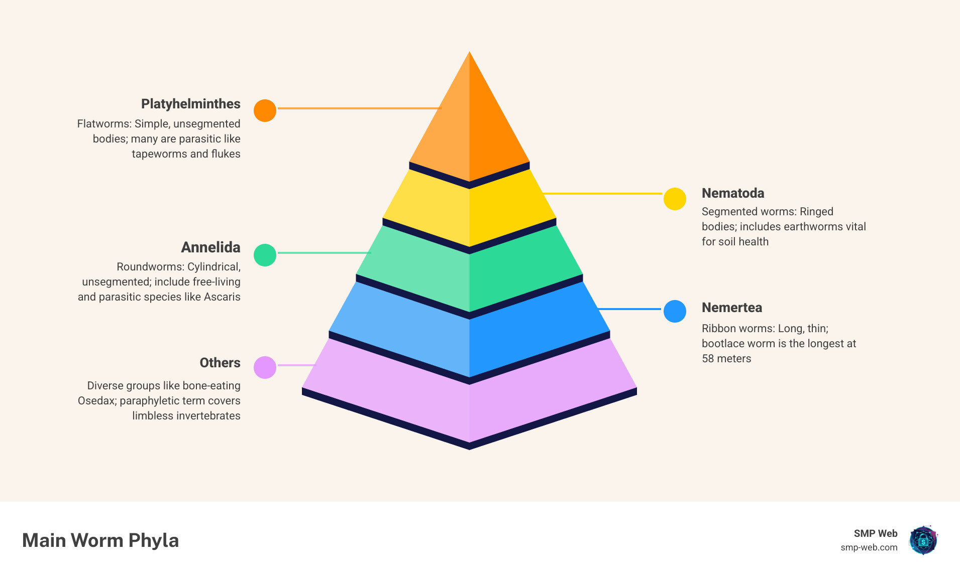 Infographic showing 3 biological worm phyla and 3 computer worm types with key traits - example of worms infographic
