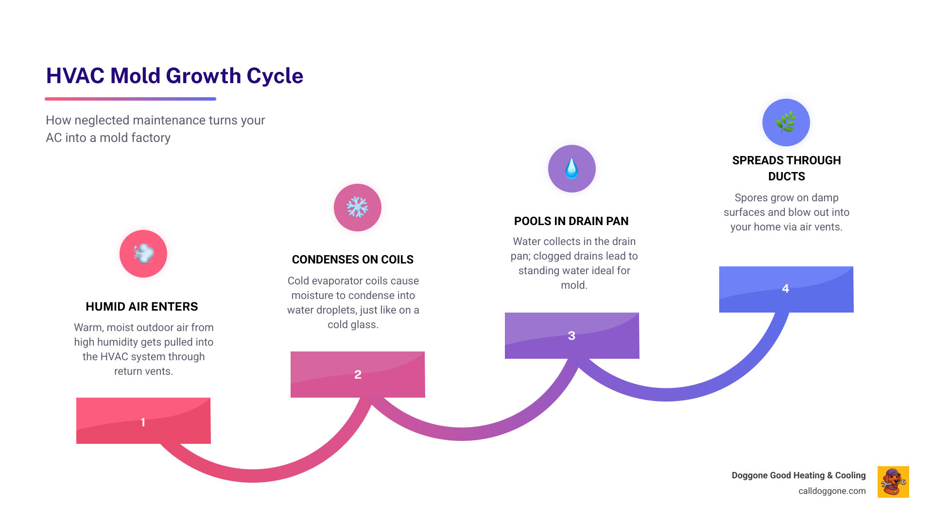 Infographic showing the HVAC mold growth cycle: humidity enters system, condenses on coils, pools in drain pan, spreads