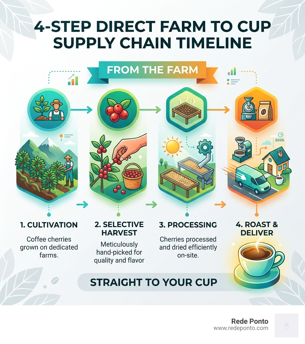 4-step direct farm to cup supply chain timeline infographic - direct farm to cup infographic 