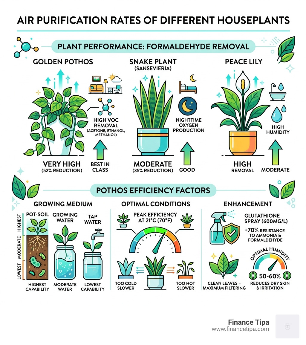 infographic comparing air purification rates of different houseplants - golden pothos removes indoor chemicals infographic 