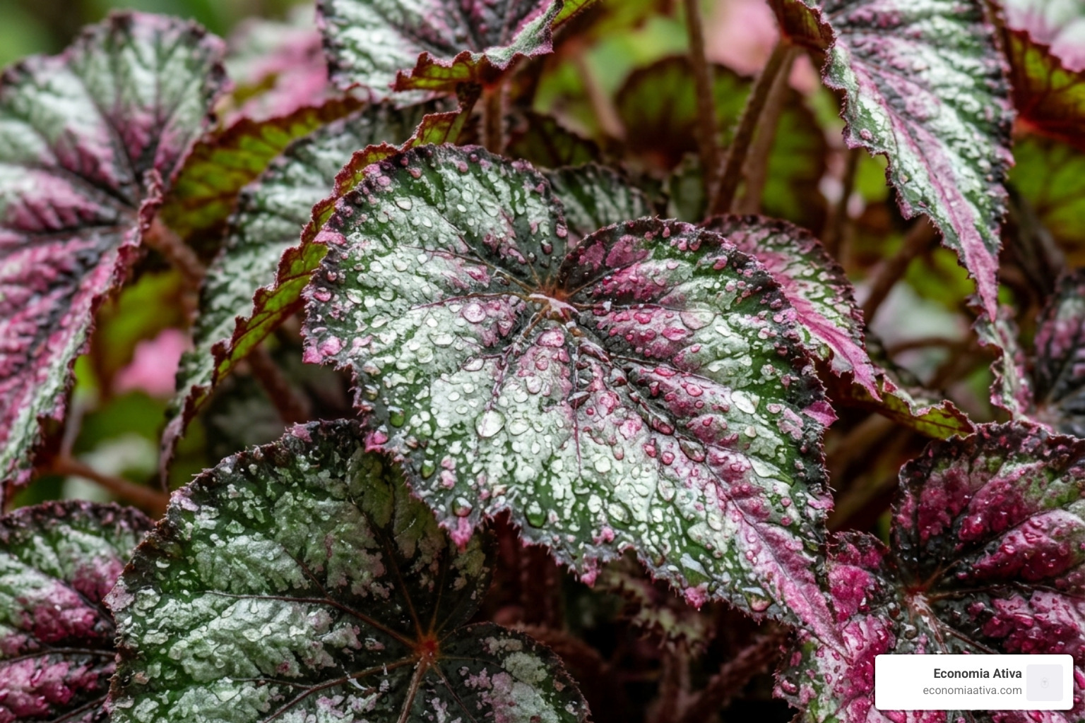 Close-up of healthy, vibrant begonia foliage with water droplets - begonia care tips