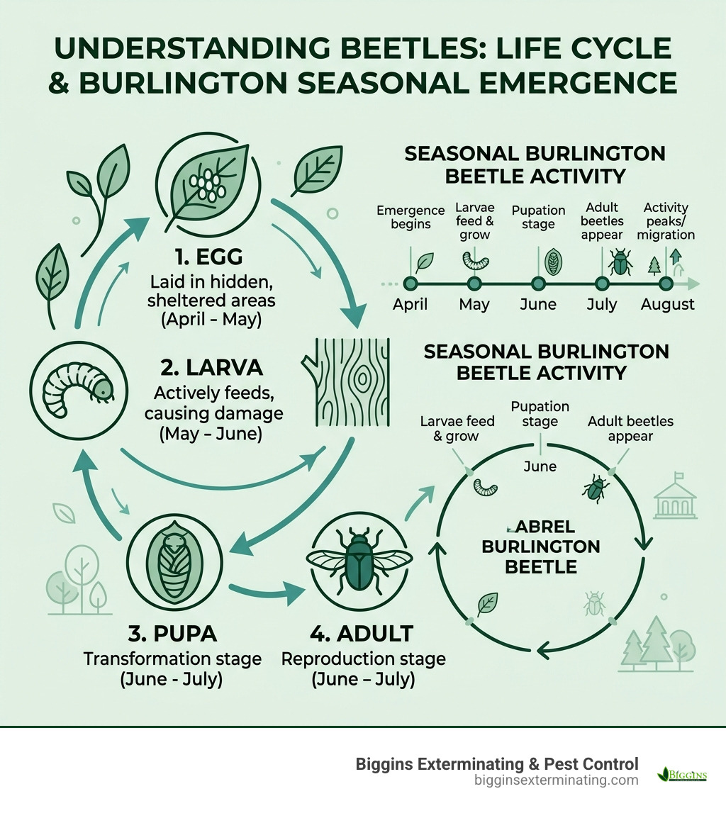 Beetle life cycle from egg to larva to pupa to adult with Burlington seasonal emergence timeline - beetle extermination