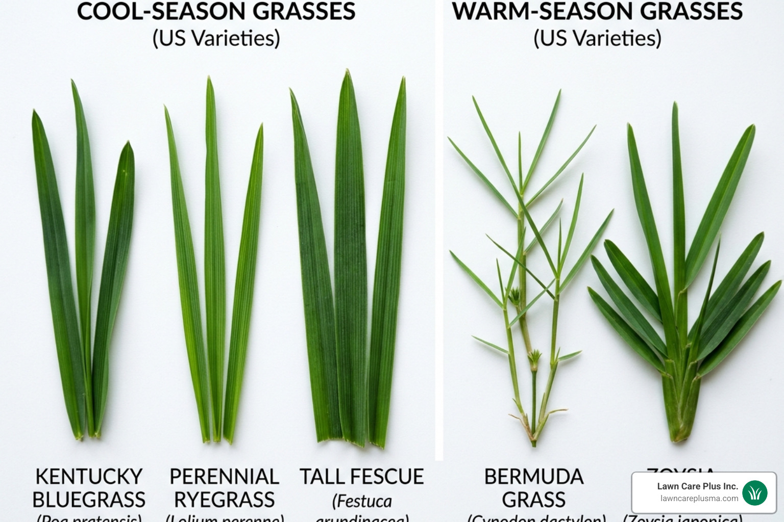 Different grass blades for identification showing cool-season vs warm-season characteristics - diy lawn fertilization guide