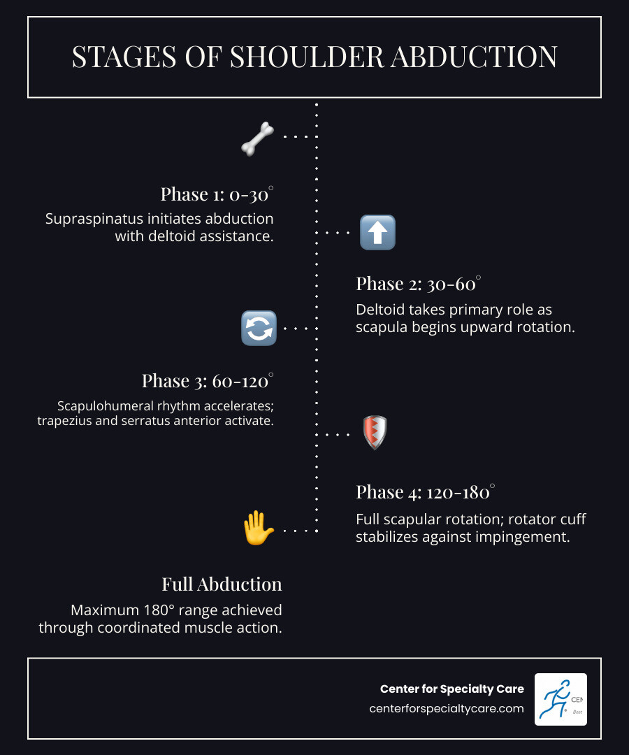 Infographic showing the stages of shoulder abduction and the muscles responsible for each phase - shoulder joint anatomy Infographic showing the stages of shoulder abduction and the muscles responsible for each phase - shoulder joint anatomy