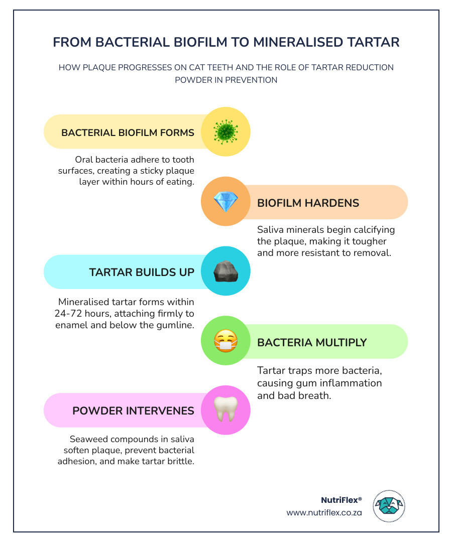 Infographic Showing Progression From Bacterial Biofilm To Mineralised Tartar In Cats And Role Of Dental Powder - Pure Cat