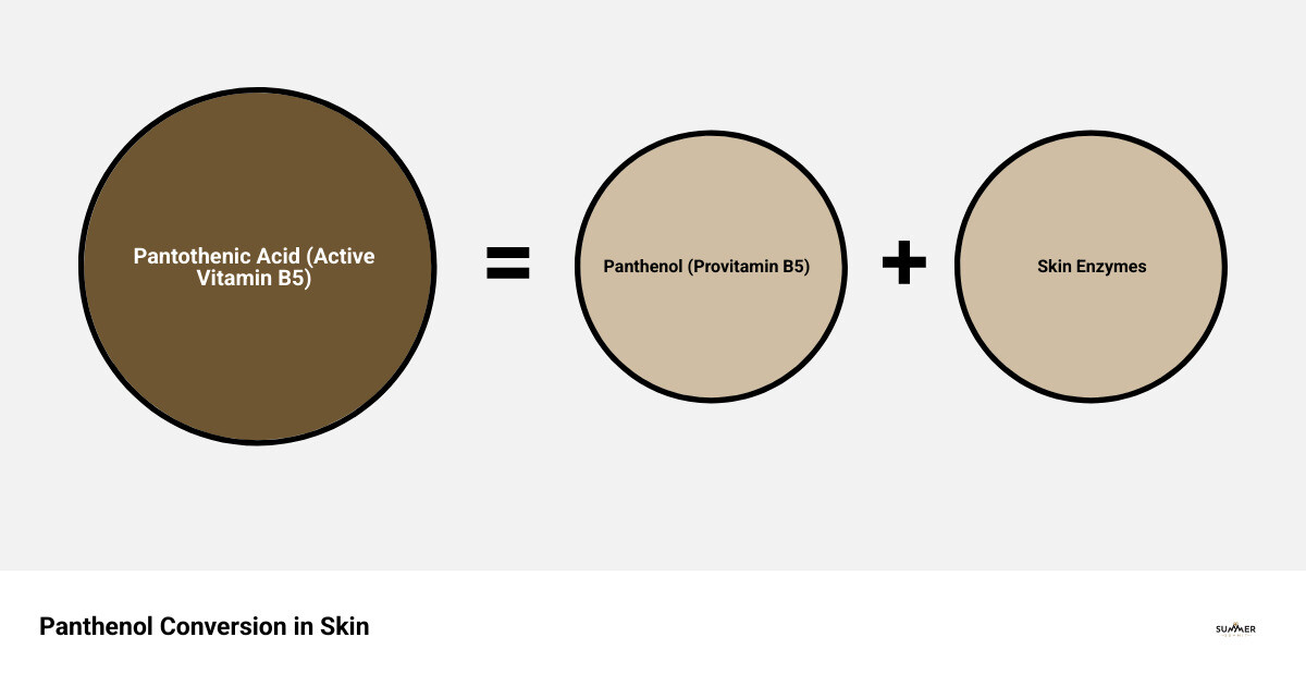 Infographic showing panthenol converting to pantothenic acid in the skin with key benefits listed - panthenol vitamin b5 for
