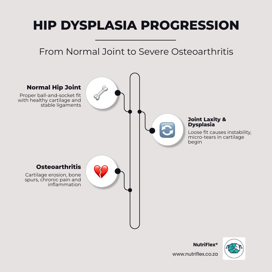 Progression Of Canine Hip Dysplasia To Osteoarthritis Infographic With Stages And Joint Changes - Pure Glucosamine Sulfate Progression Of Canine Hip Dysplasia To Osteoarthritis Infographic With Stages And Joint Changes - Pure Glucosamine Sulfate