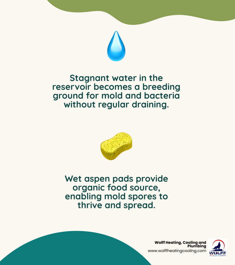 Infographic showing how swamp cooler moisture accumulates and leads to mold in pads, reservoir, and ducts - how swamp Infographic showing how swamp cooler moisture accumulates and leads to mold in pads, reservoir, and ducts - how swamp