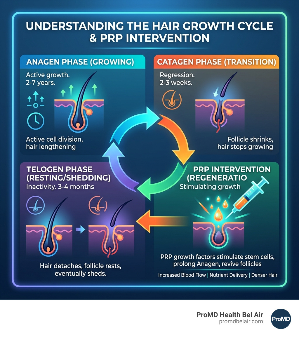 Infographic explaining the hair growth cycle anagen catagen telogen and how PRP intervenes - hair growth prp injection Infographic explaining the hair growth cycle anagen catagen telogen and how PRP intervenes - hair growth prp injection