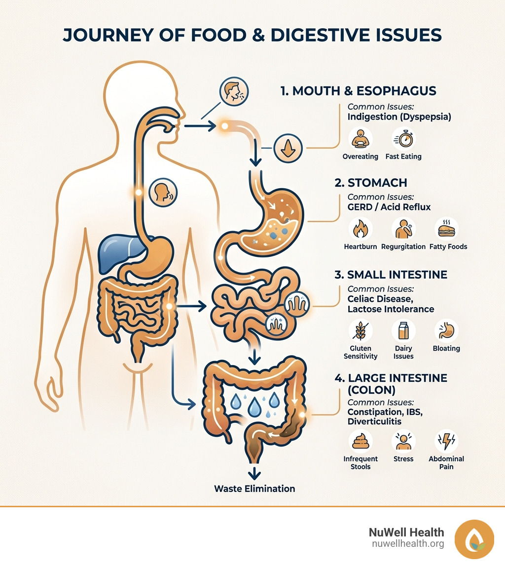 Infographic showing the journey of food through the digestive system and common issues at each stage - digestive issues Infographic showing the journey of food through the digestive system and common issues at each stage - digestive issues