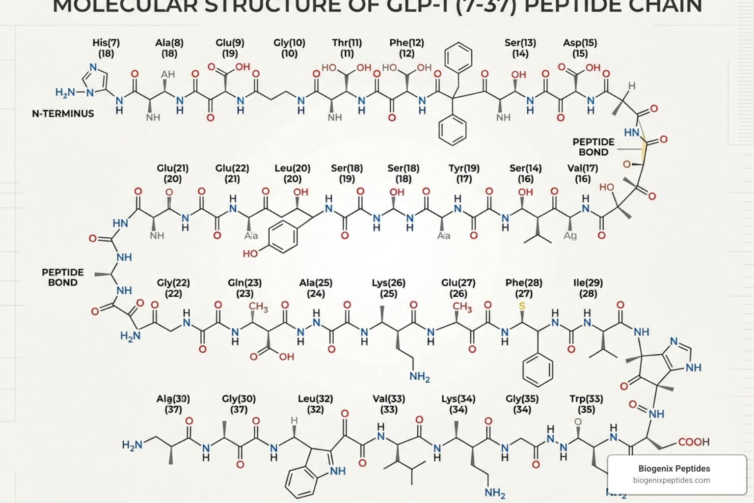 molecular structure of GLP-1 peptide chain - glp 1 peptide buy