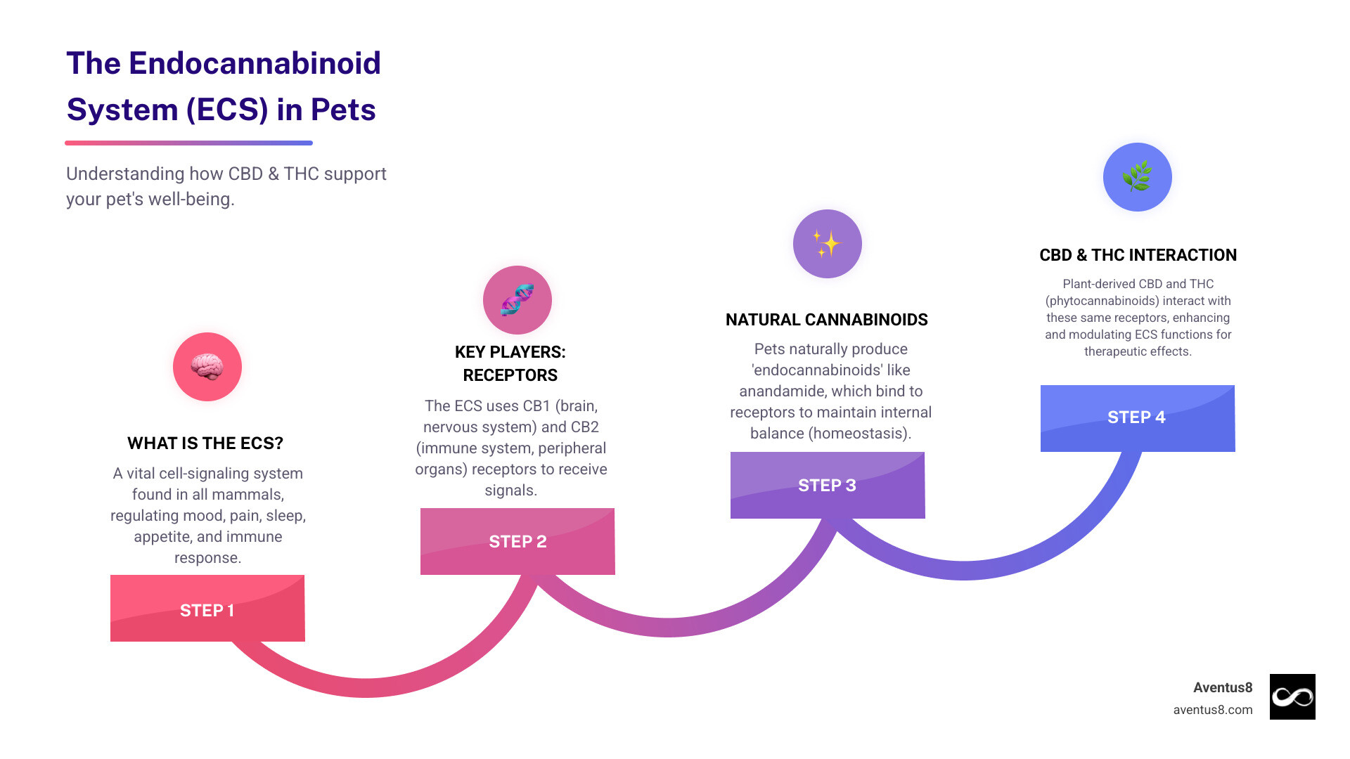 Infographic showing the endocannabinoid system in pets and how CBD and THC interact with it - thc cbd infused pet treats Infographic showing the endocannabinoid system in pets and how CBD and THC interact with it - thc cbd infused pet treats