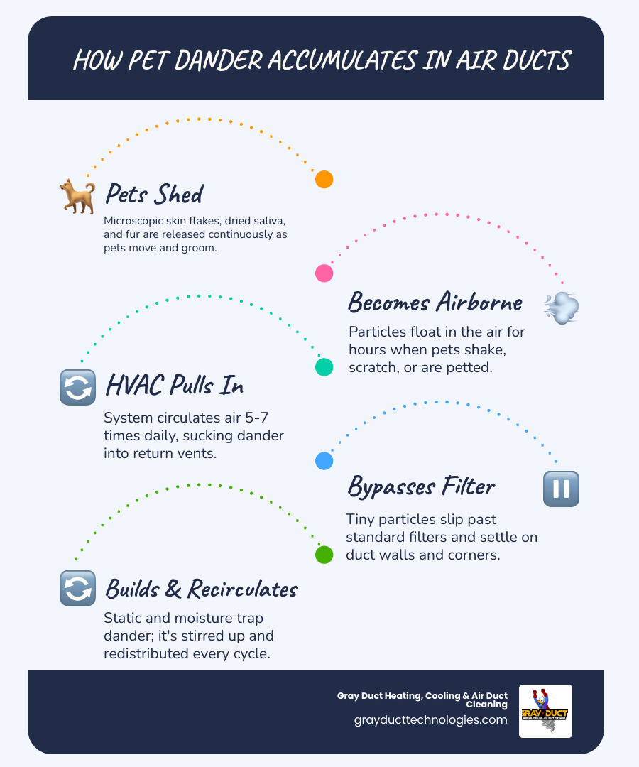 Infographic showing the cycle of pet dander from shedding fur to buildup inside home air ducts