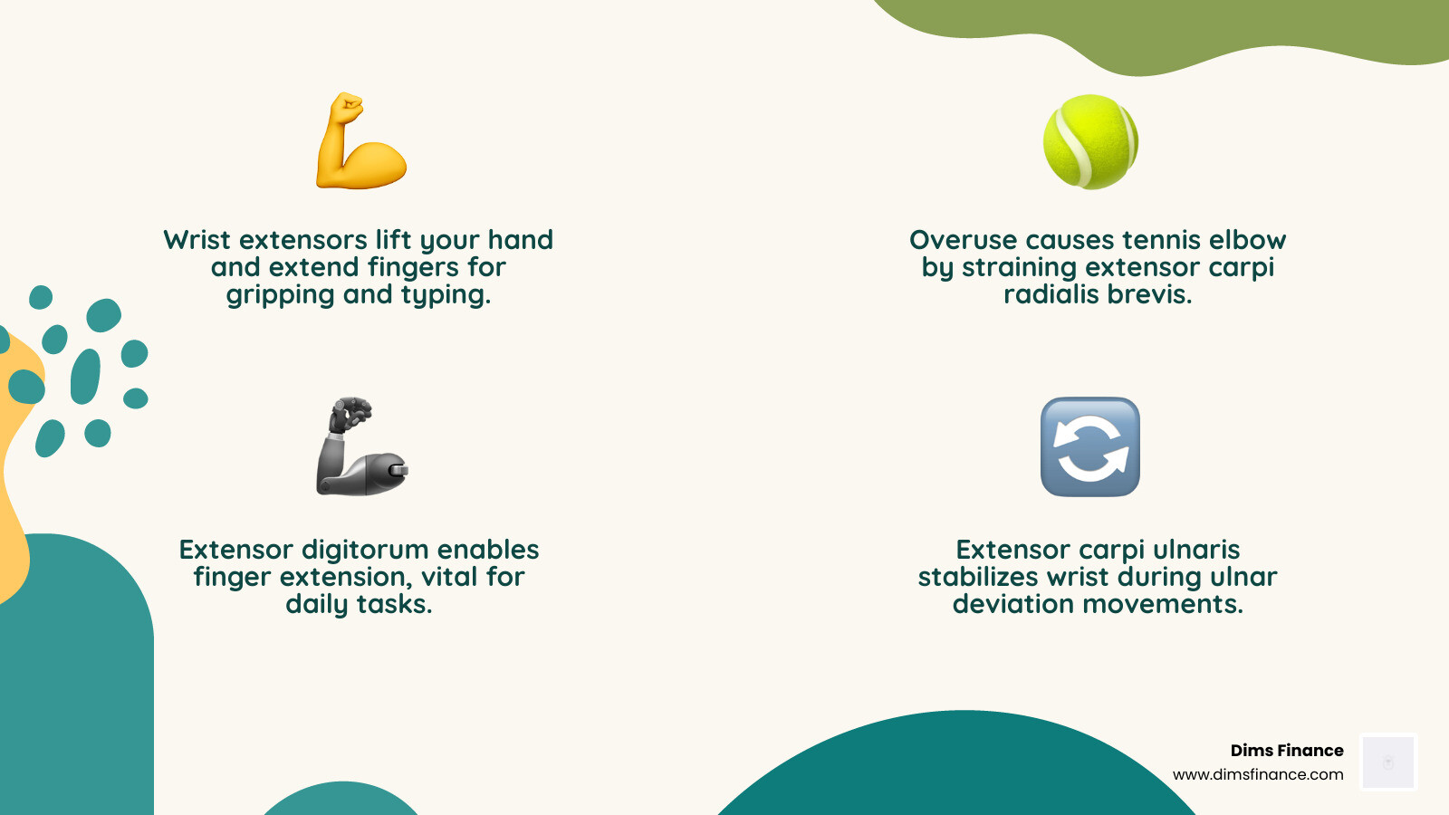 Anatomy of wrist extensor muscles showing forearm extensors and attachment points - wrist extensor stretch infographic
