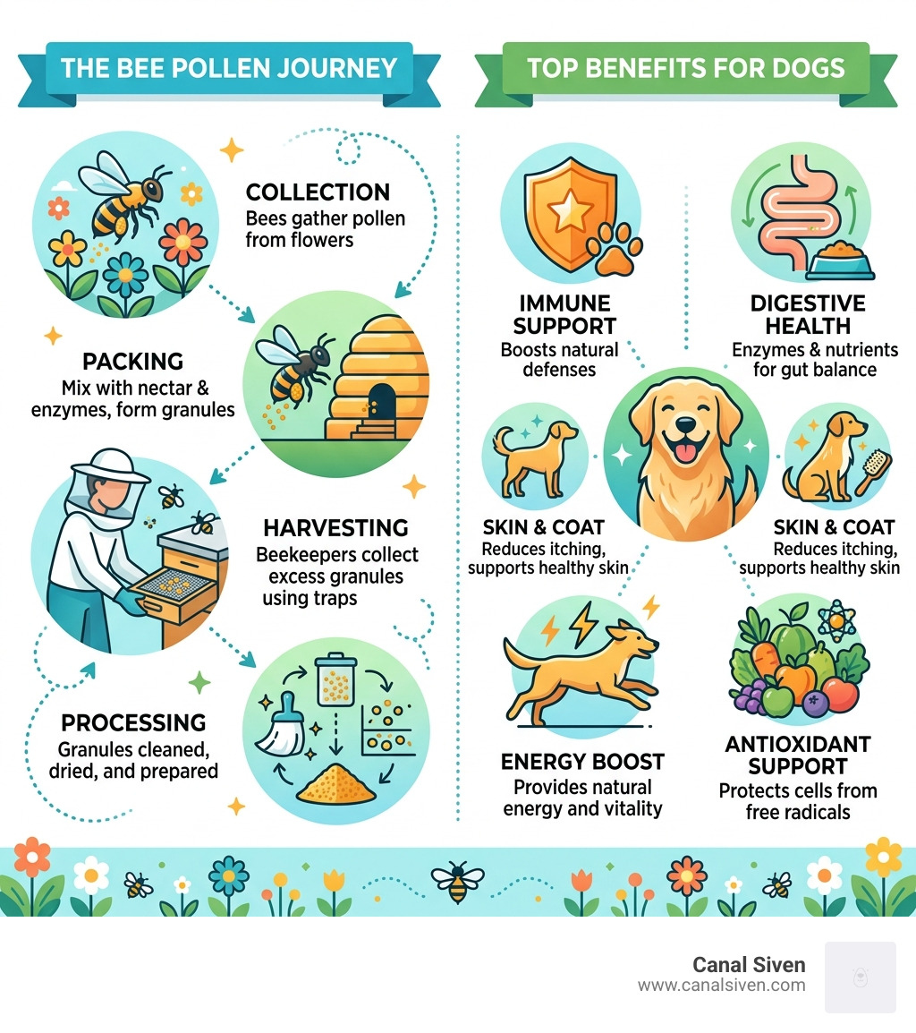 Infographic showing bee pollen collection process and top benefits for dogs - bee pollen for dogs infographic 