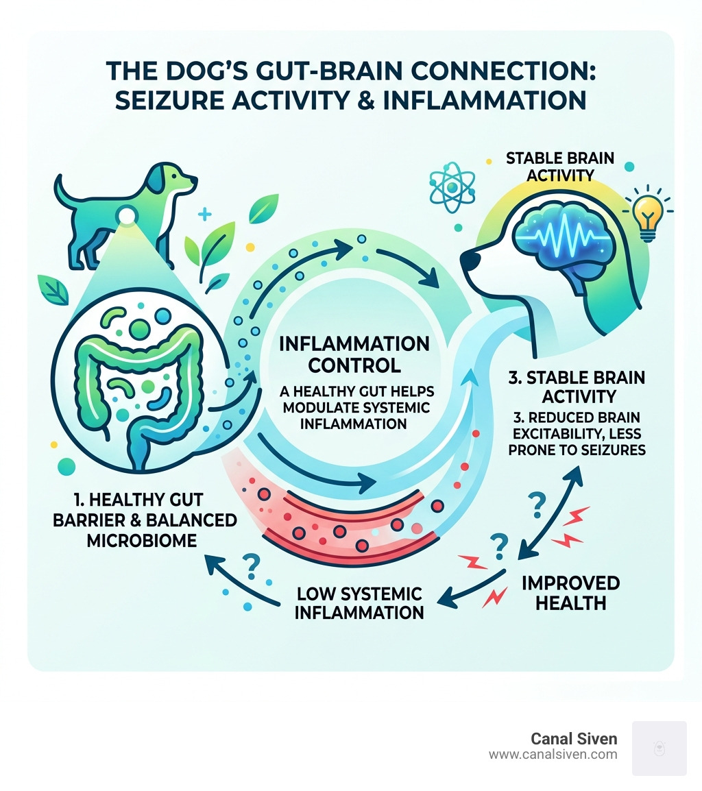 infographic showing link between gut health, inflammation, and brain seizure activity in dogs - best homemade food for dogs