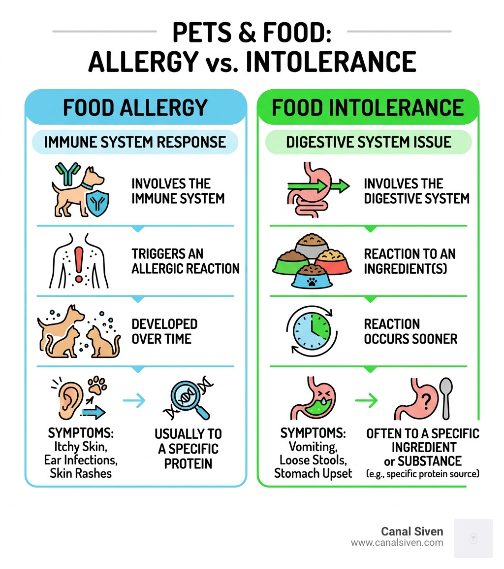 Infographic showing difference between food allergy and food intolerance in pets - hypoallergenic pet food infographic 