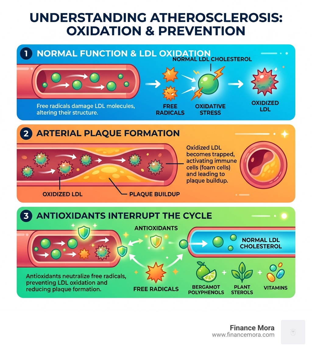 Infographic showing LDL oxidation process, arterial plaque formation, and how antioxidants interrupt it - antioxidant rich Infographic showing LDL oxidation process, arterial plaque formation, and how antioxidants interrupt it - antioxidant rich