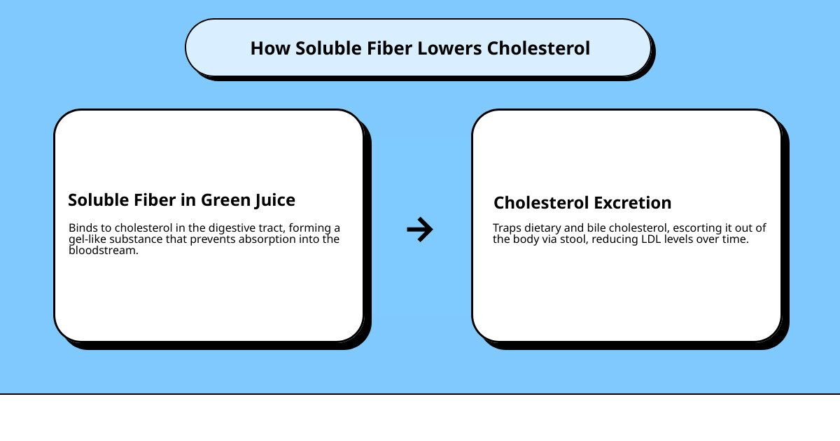 Infographic showing how soluble fiber in green juice traps cholesterol in the digestive tract - green juice to lower Infographic showing how soluble fiber in green juice traps cholesterol in the digestive tract - green juice to lower