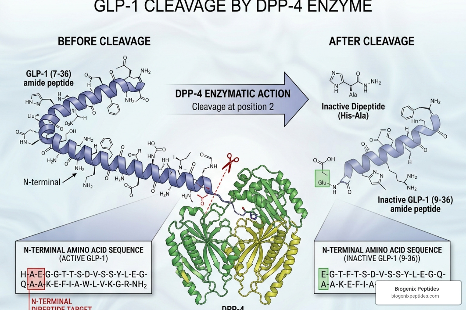 GLP-1 enzymatic cleavage by DPP-4 enzyme - glucagon like peptide