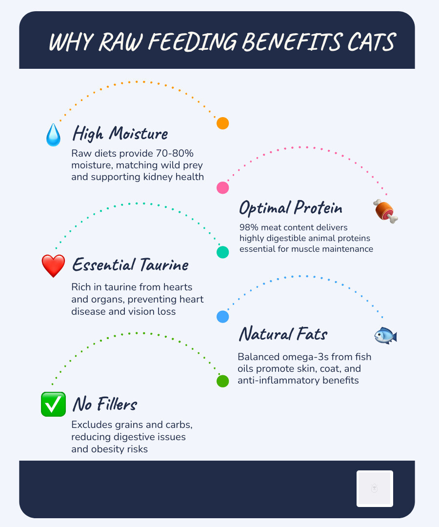 infographic explaining the benefits of raw feeding for felines - bella & duke cat food infographic