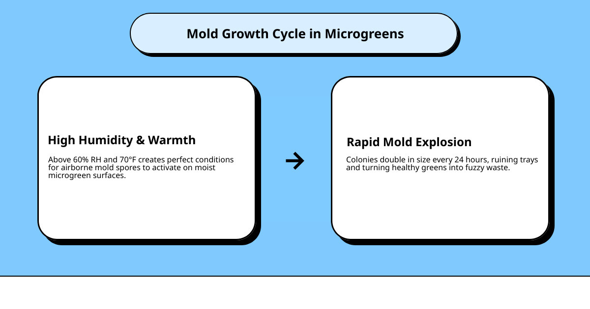 Mold growth cycle in high-moisture microgreens environment with humidity and temperature thresholds - prevent mold