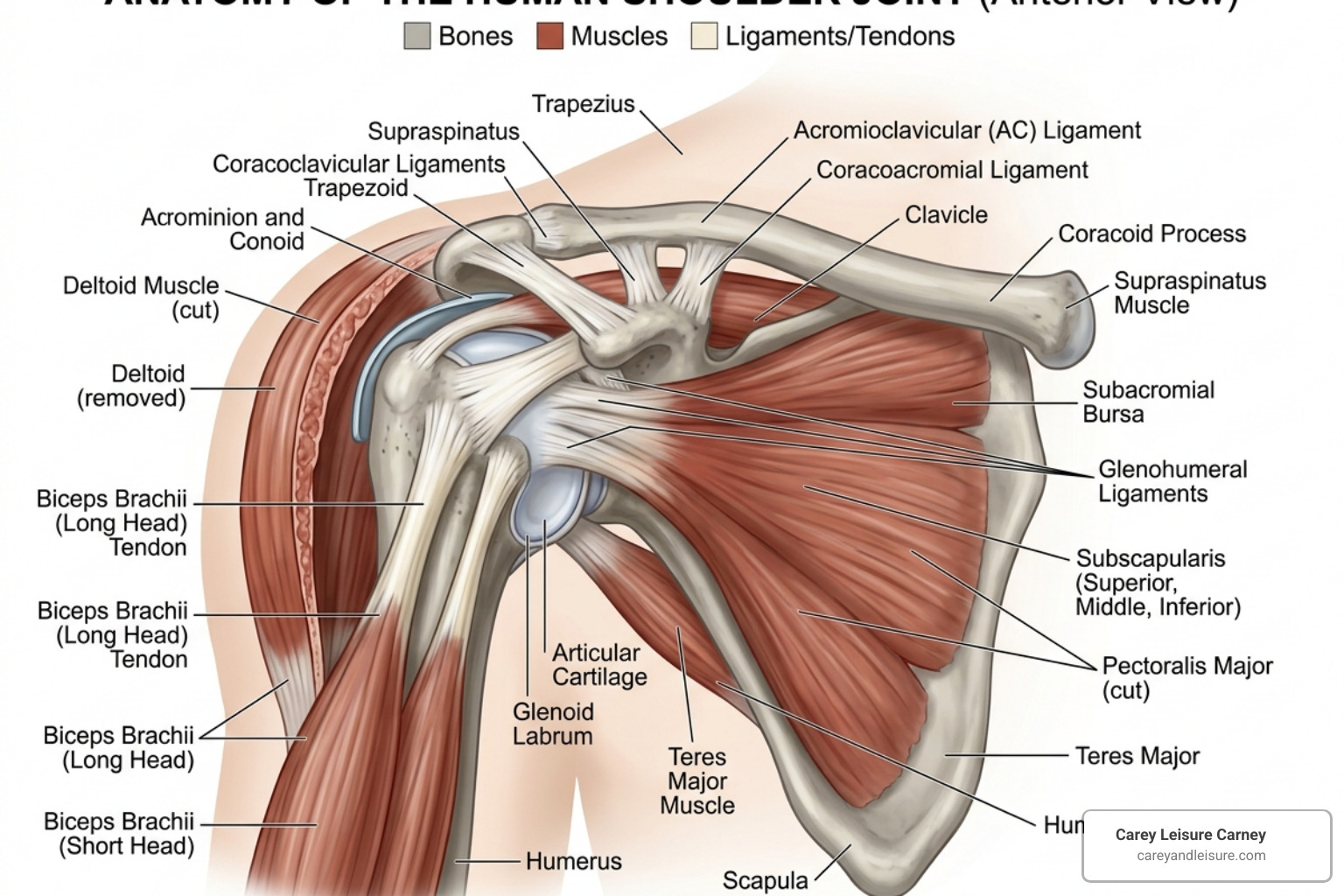 Anatomy of the shoulder joint showing muscles and ligaments - shoulder pain after car accident compensation Anatomy of the shoulder joint showing muscles and ligaments - shoulder pain after car accident compensation