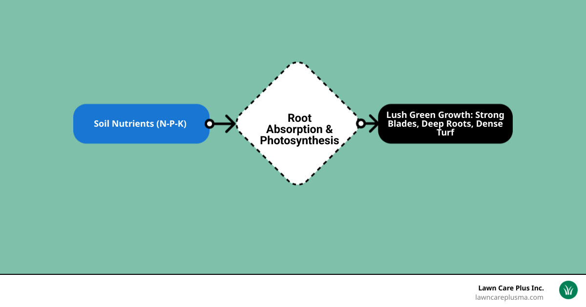 Infographic showing grass growth cycle, nutrient absorption stages, and N-P-K roles in lawn health - fertilizer for grass