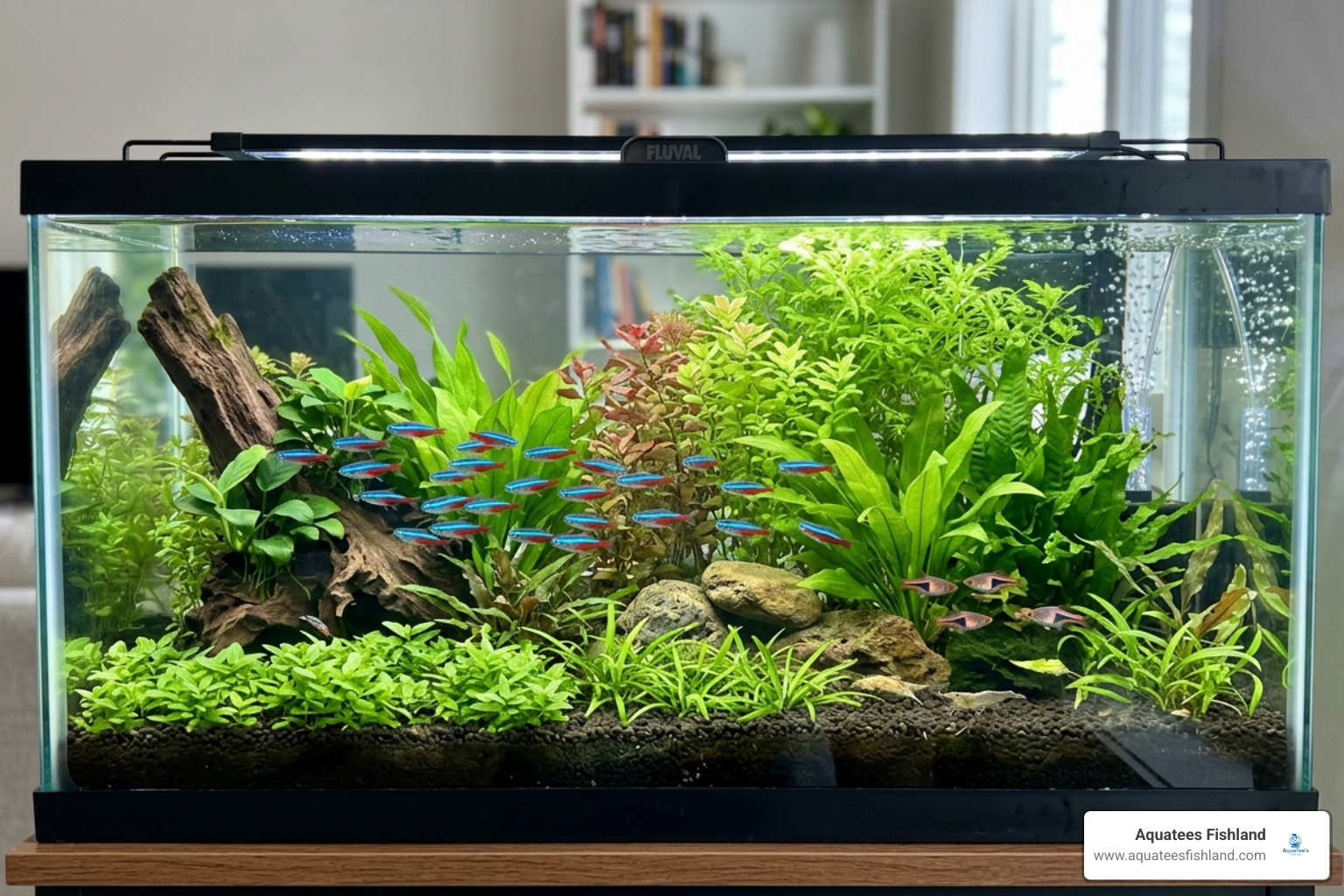 A vibrant school of Neon Tetras swimming in a 20-gallon long community tank