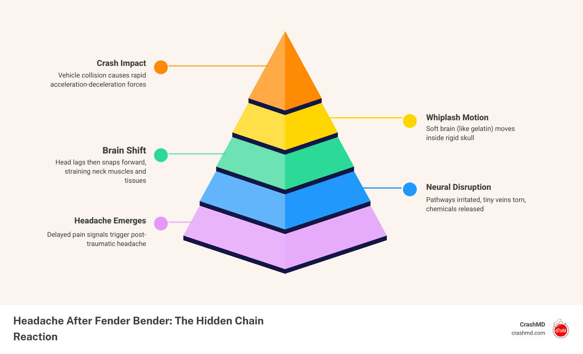 Infographic showing whiplash mechanism, brain movement in skull, and timeline of delayed headache symptoms after fender