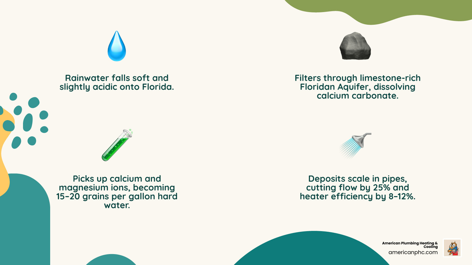 Infographic showing how rainwater becomes hard water passing through Florida limestone aquifers and its effects on home