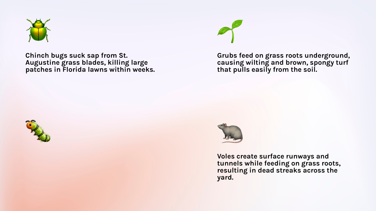 Infographic showing common lawn pests like grubs and chinch bugs infographic