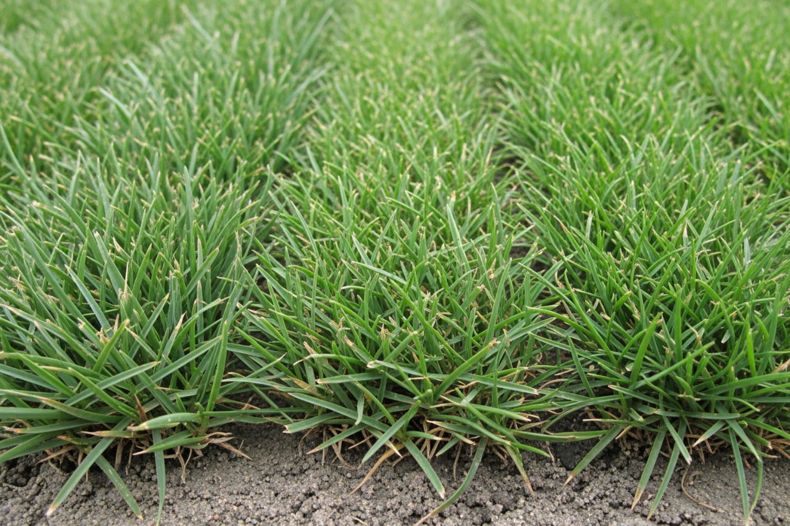Comparison of St. Augustine, Bermuda, and Zoysia grass blades