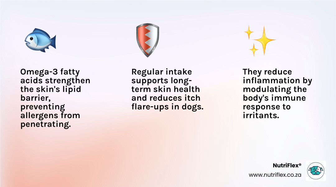 Infographic Showing The Benefits Of Omega 3 For Dog Skin Health Infographic Infographic Showing The Benefits Of Omega 3 For Dog Skin Health Infographic