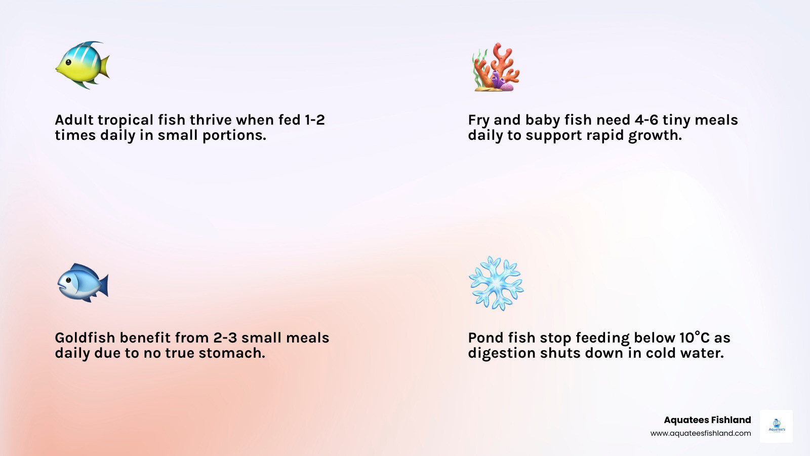 Infographic showing fish feeding frequency by type: adult tropicals 1-2x daily, fry 4-6x daily, goldfish 2-3x small meals