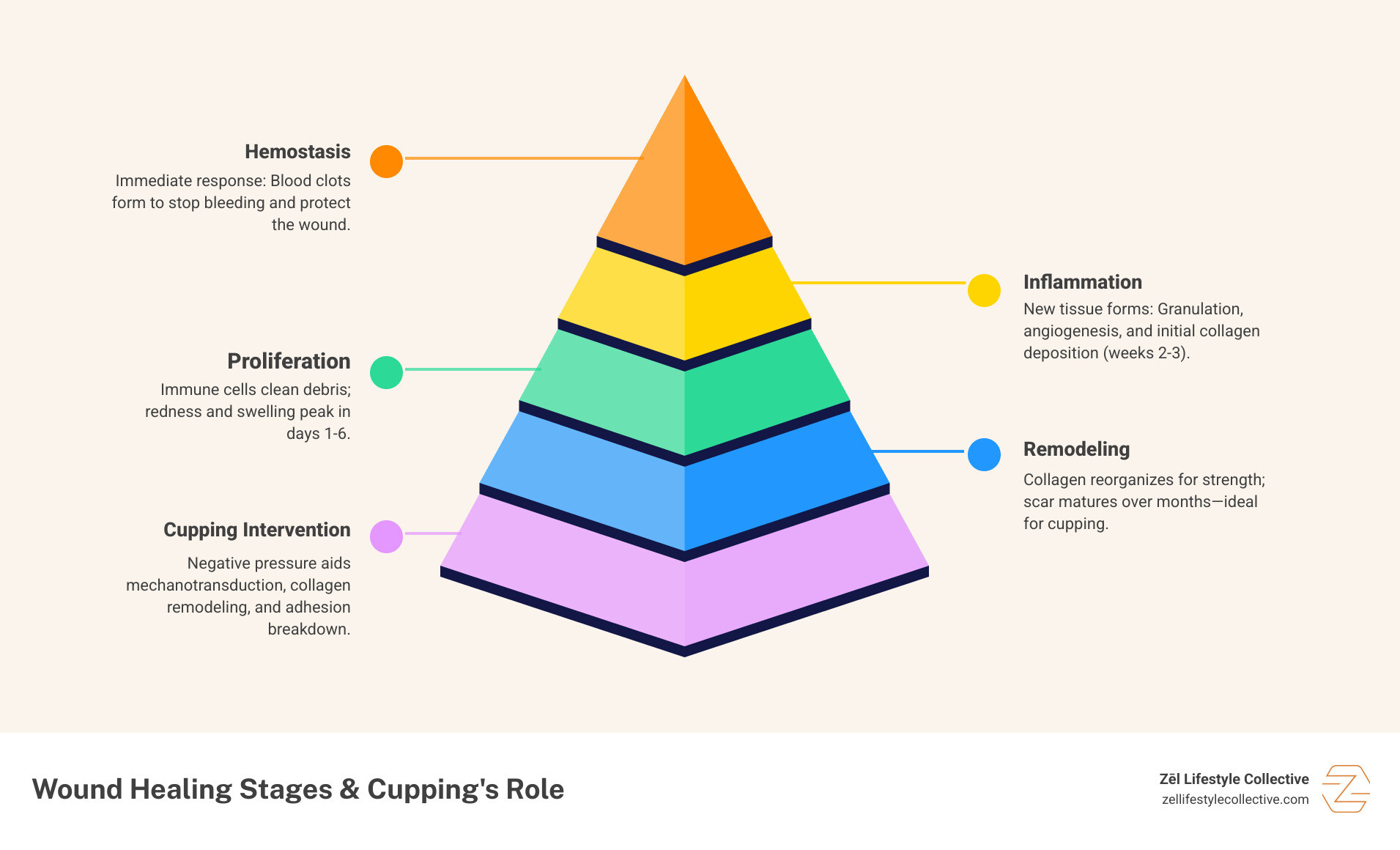 Three stages of wound healing and where cupping fits in the remodeling phase infographic