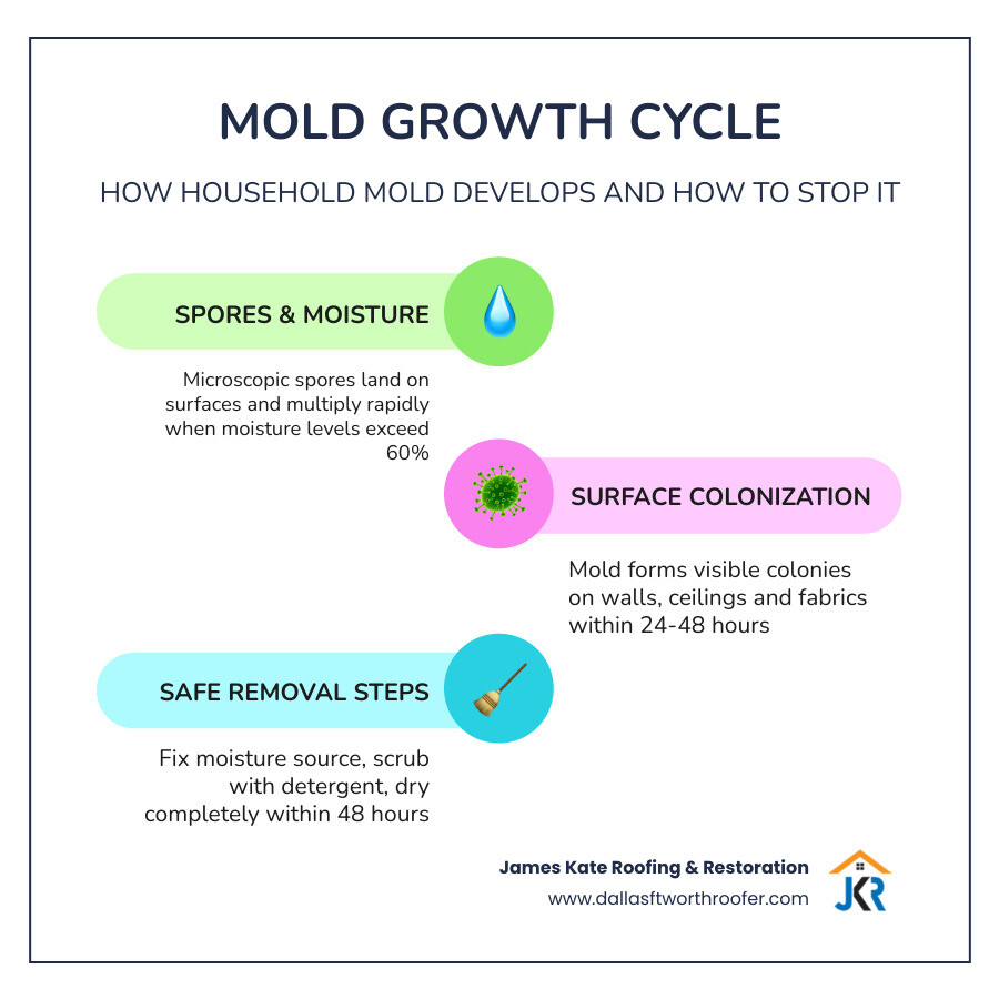 Infographic showing the mold growth cycle: spores, moisture, surface, colonization, and removal steps infographic Infographic showing the mold growth cycle: spores, moisture, surface, colonization, and removal steps infographic