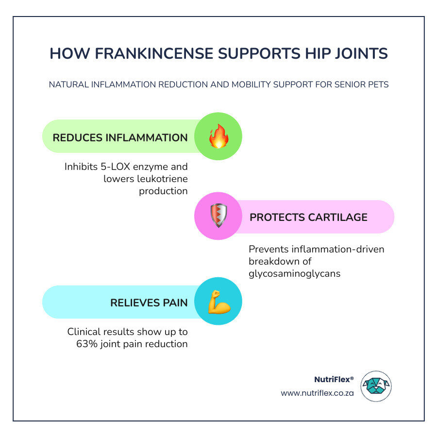 Infographic Showing How Frankincense Supports Hip Joints: Reduces Inflammation, Protects Cartilage, Relieves Pain Infographic