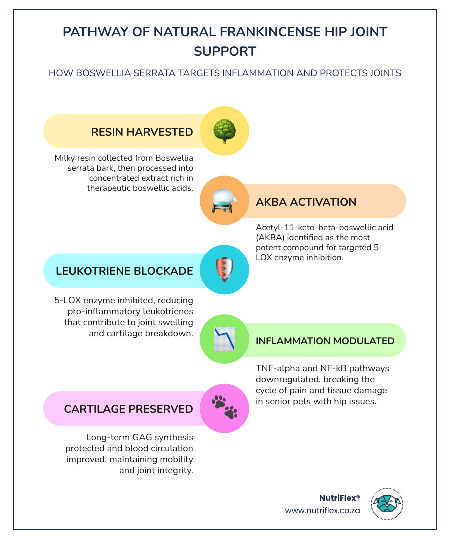 Infographic Comparing Pain And Mobility Scores In Clinical Trials Showing Up To 63 Percent Pain Reduction Infographic