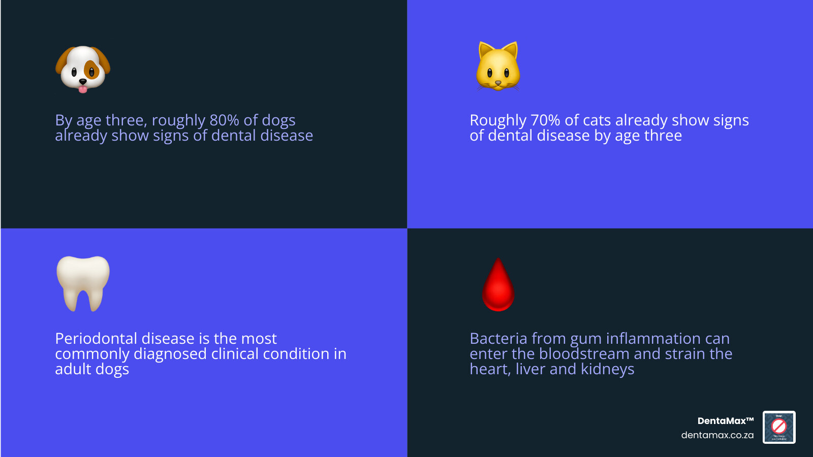 Four stages of dental disease in pets from plaque formation to tooth loss infographic
