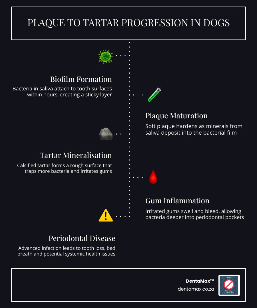 Plaque to tartar process in dogs: infographic showing biofilm formation, tartar mineralisation and gum disease progression