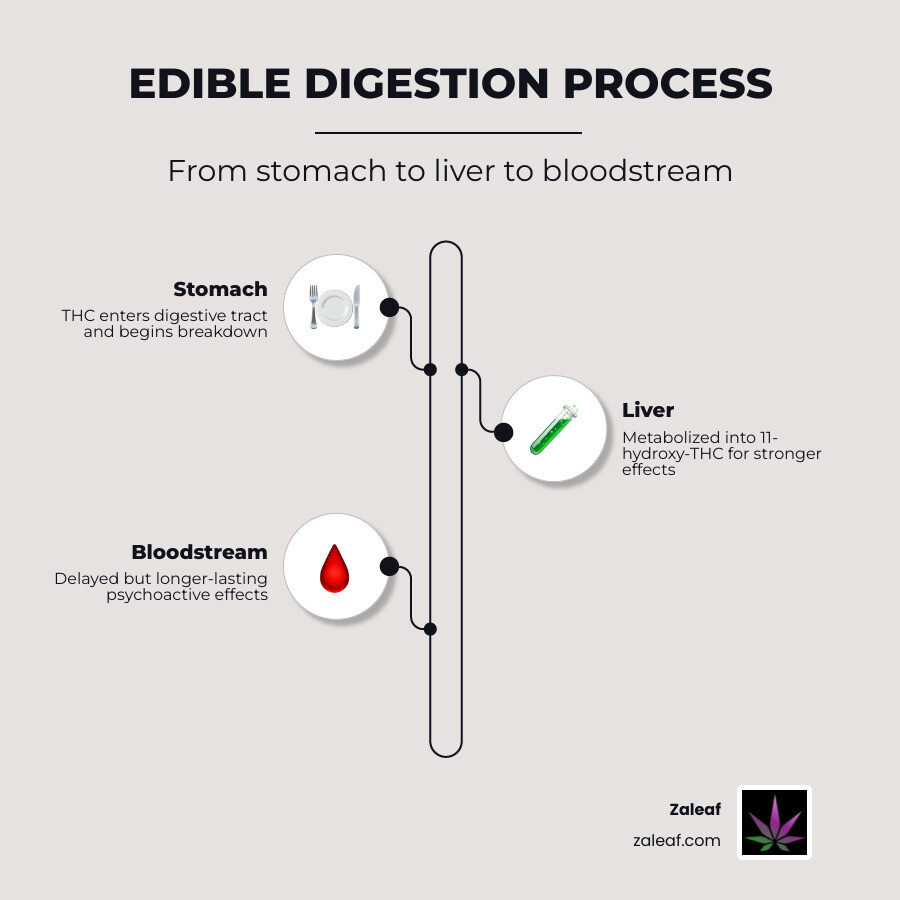 Infographic showing edible digestion process from ingestion through stomach liver metabolism to bloodstream effects