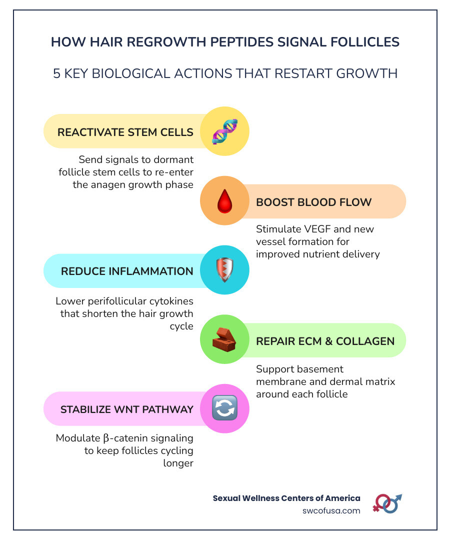 infographic showing how hair regrowth peptides signal hair follicles through key biological pathways infographic infographic showing how hair regrowth peptides signal hair follicles through key biological pathways infographic