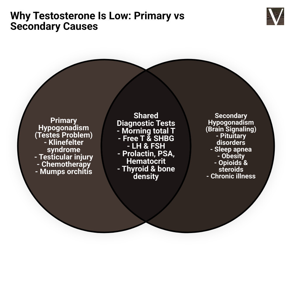 Infographic comparing primary vs secondary hypogonadism and key tests infographic Infographic comparing primary vs secondary hypogonadism and key tests infographic