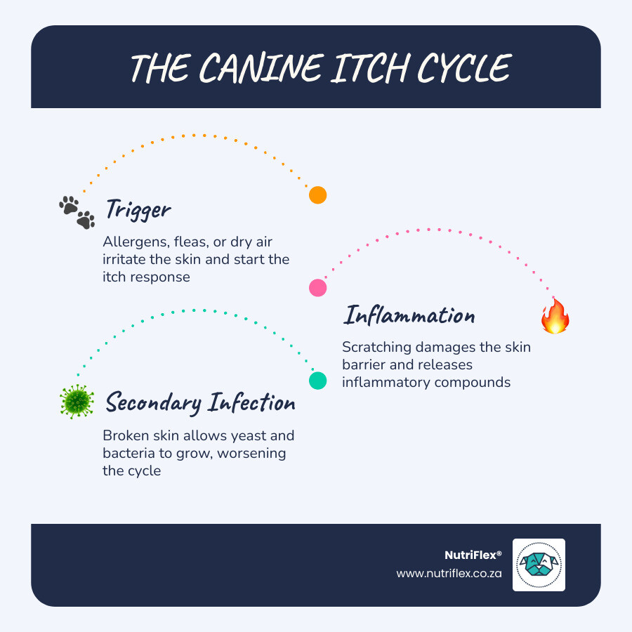 Infographic Showing The Cycle Of Canine Skin Irritation: Trigger, Inflammation, Scratching, Barrier Damage And Secondary