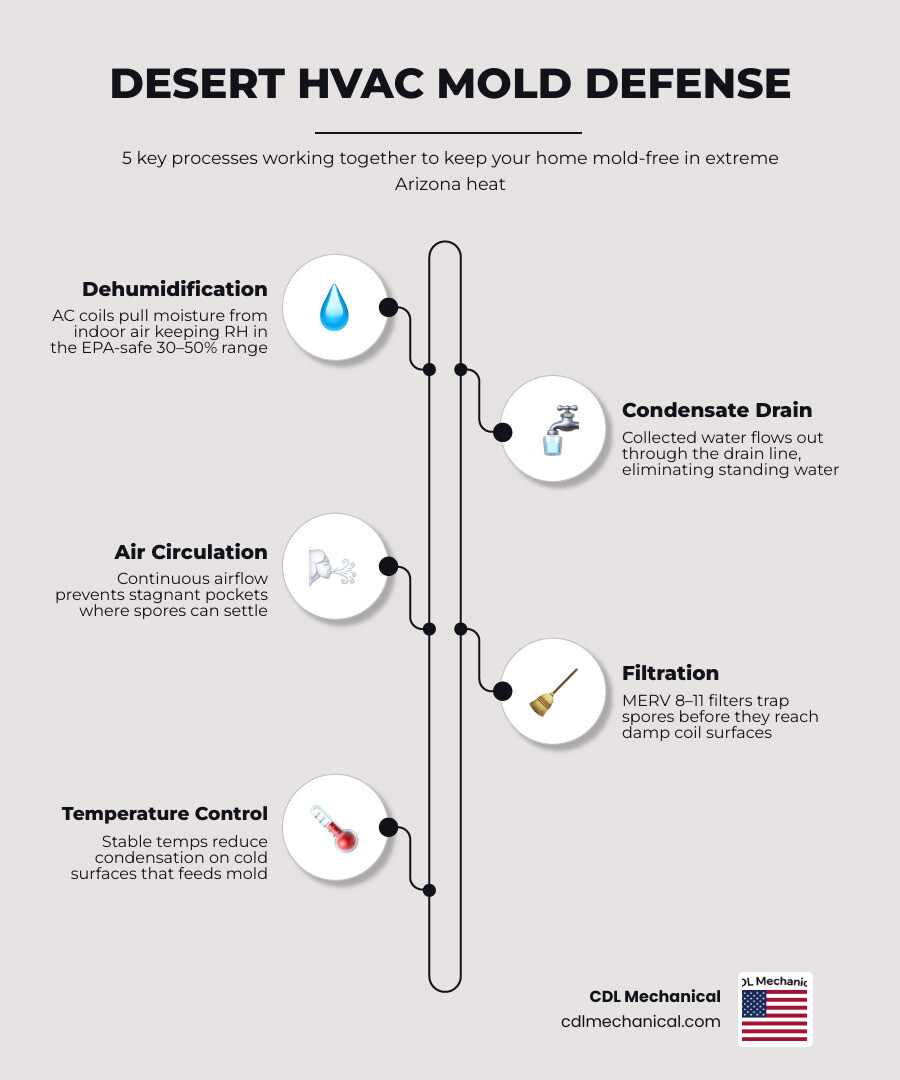Infographic showing how condensation forms on AC evaporator coils during Arizona summers and leads to mold risk infographic