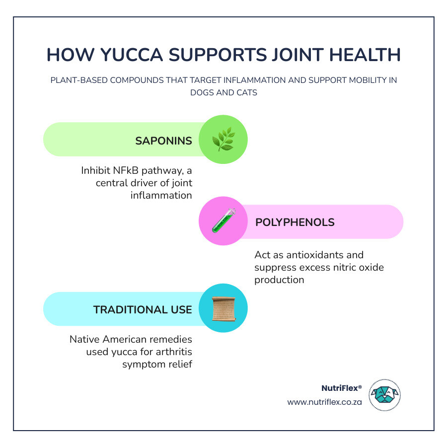 Infographic Showing How Yucca Root Saponins And Polyphenols Support Joint Health In Dogs And Cats Infographic