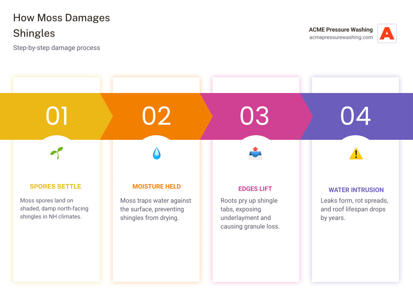 infographic showing how moss damages asphalt shingles step by step from spore to water intrusion infographic