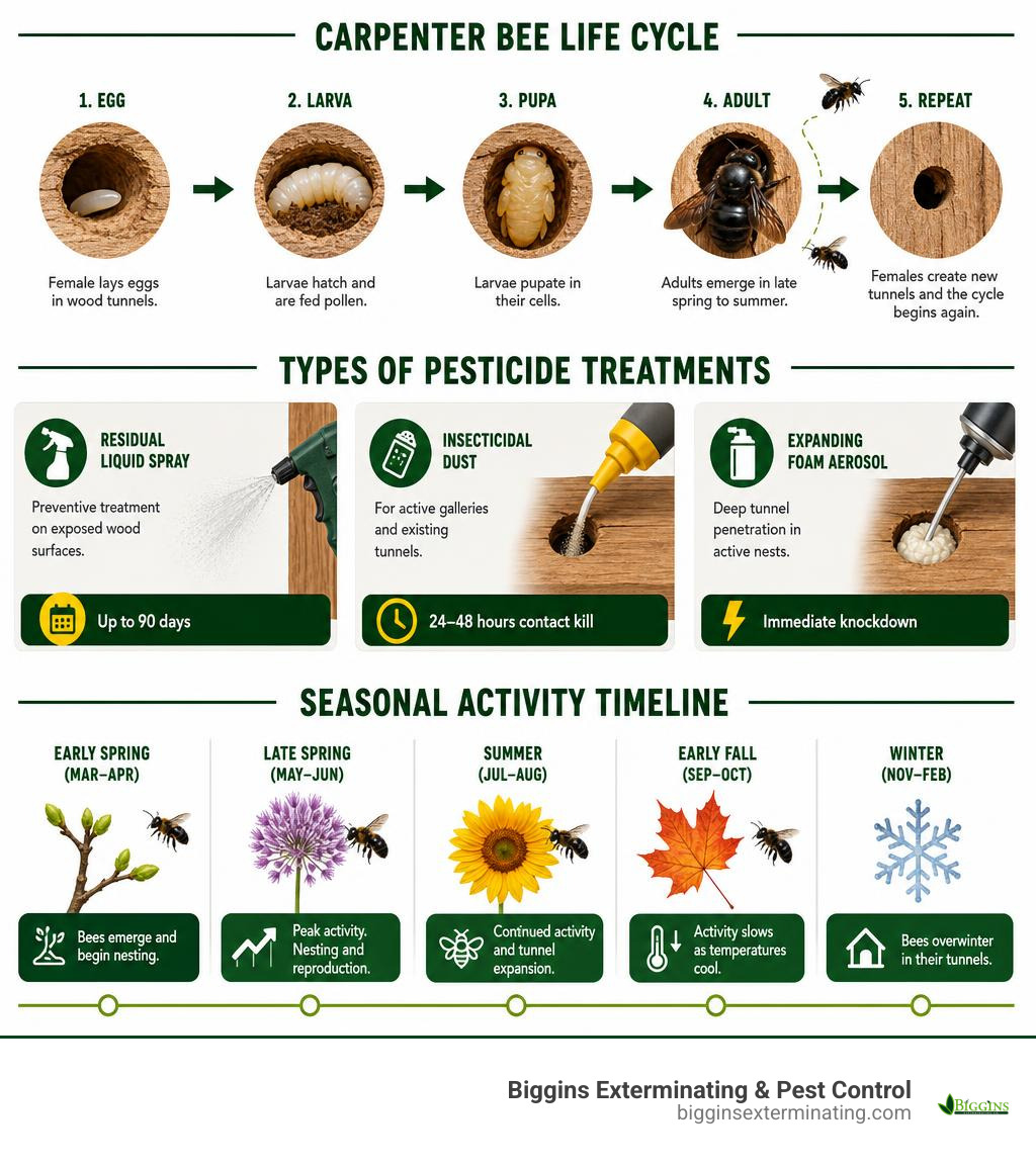 Carpenter bee life cycle, types of pesticide treatments, and seasonal activity timeline infographic infographic Carpenter bee life cycle, types of pesticide treatments, and seasonal activity timeline infographic infographic