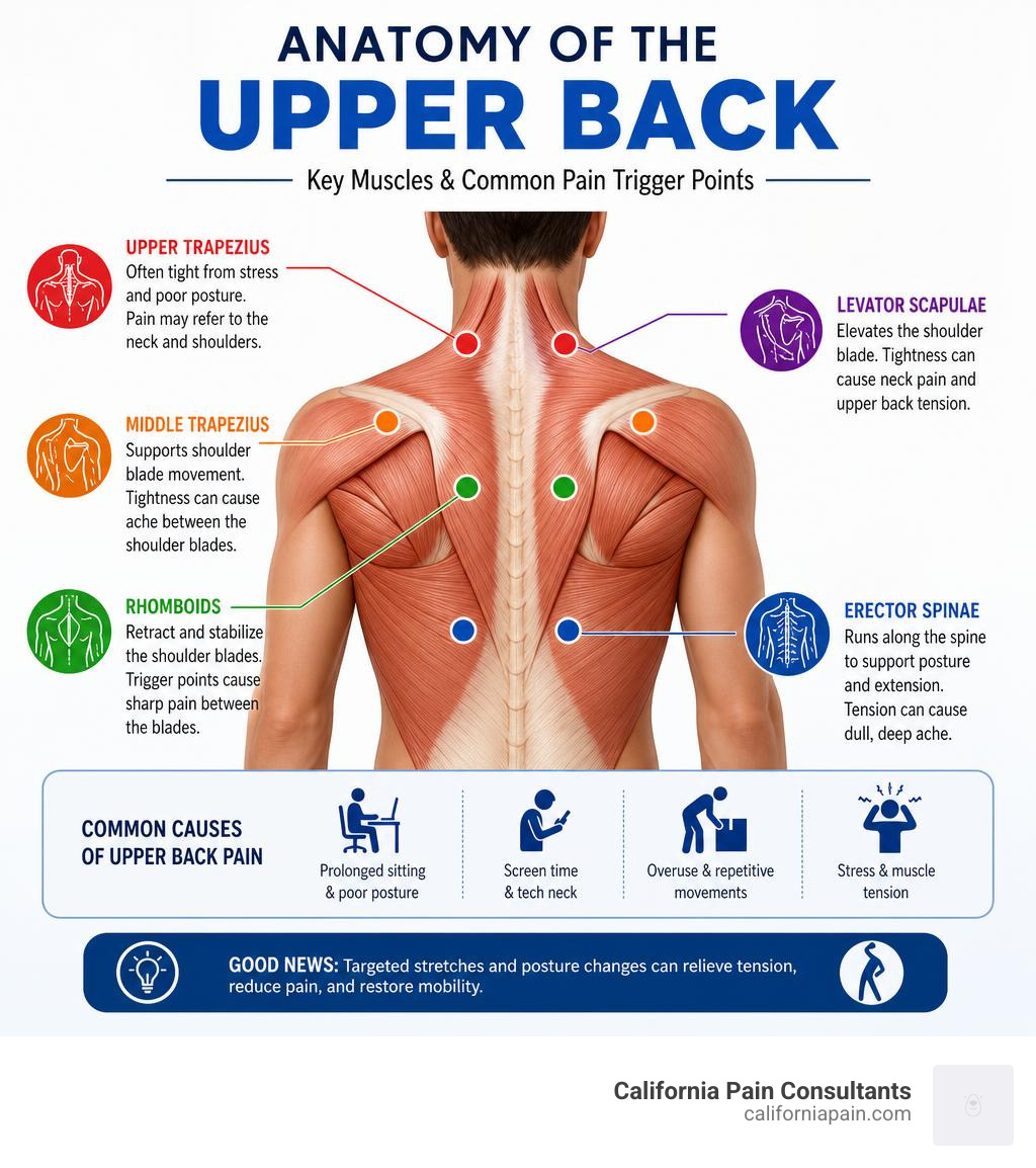 Anatomy of the upper back showing key muscles and common pain trigger points infographic